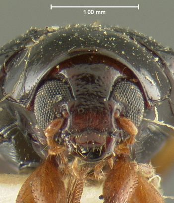 Media type: image;   Entomology 33859 Aspect: head frontal view